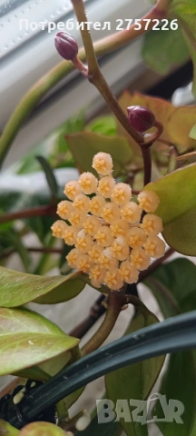 Hoya sunrise 