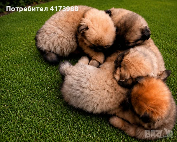 Прекрасни пекинезчета си търсят дом , снимка 2 - Пекинез - 55317807