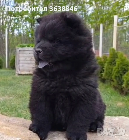 Чау чау, снимка 2 - Чау Чау - 54314164