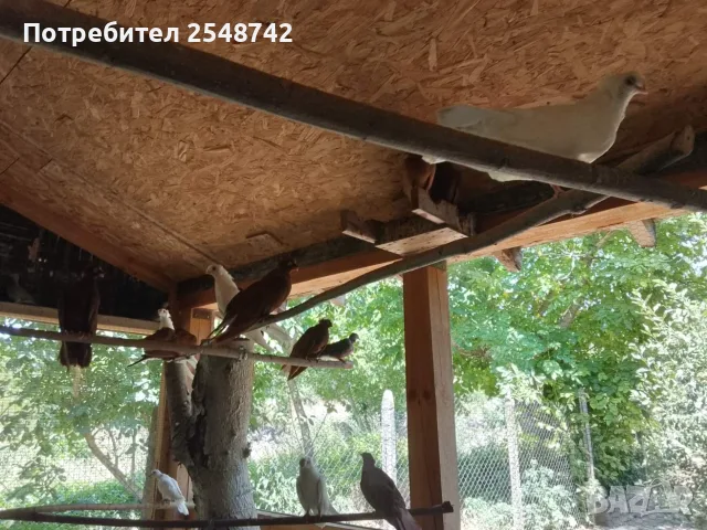 Двукачулати Гълъби 