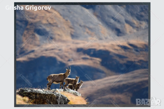 Фотокартина с козирог