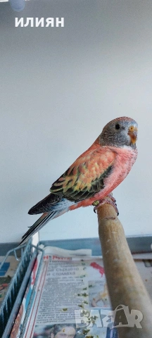 Папагали Буркови Неофеми, снимка 5 - Папагали - 54130690