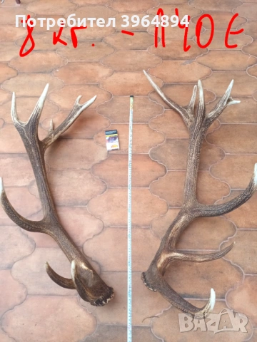 рога от благороден елен , снимка 3 - Декорация за дома - 53884072