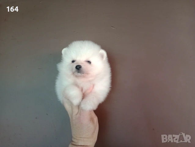 Померан. Реални снимки !!! , снимка 3 - Померан - 54144368