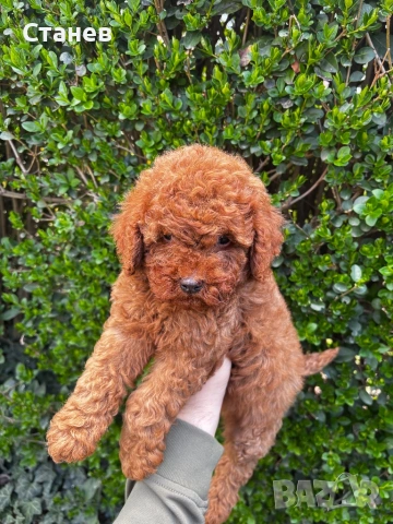 Той Пудел Момче  /Toy Poodle