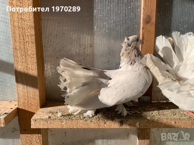 Индийски фенерлиии, снимка 2 - Гълъби - 55436526