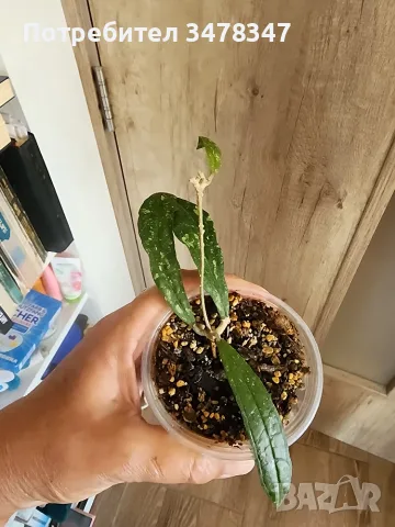 Хоя Rigidifolia splash, снимка 2 - Стайни растения - 55572967