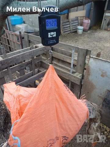 Гъски хломогорски , снимка 4 - Патици и гъски - 54103724