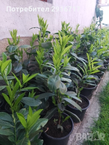 Лавровишна Новита , снимка 11 - Градински цветя и растения - 53881772