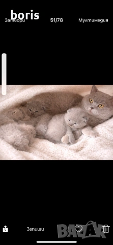 Продавам клепоухи котенца, снимка 2 - Британска късокосместа - 54329111