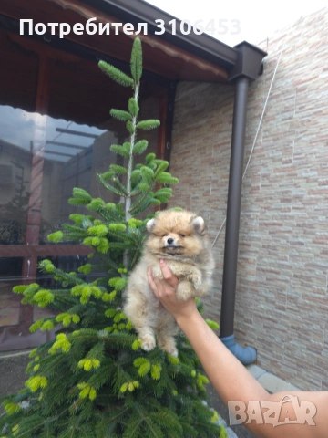 Померан - pomeranian, снимка 2 - Померан - 55137710