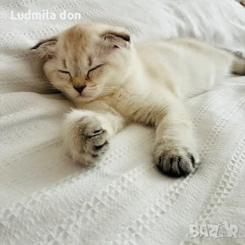 🐾 Продавам чистокръвни британски шиншила котенца 🐾  , снимка 2 - Британска късокосместа - 54784808
