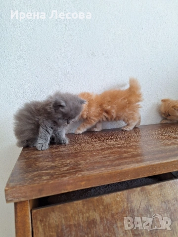 Персийски котенца, снимка 3 - Персийска - 38412283