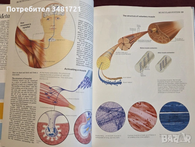 Атлас по анатомия / Atlas of Anatomy, снимка 5 - Специализирана литература - 55064882
