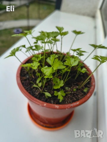 Магданоз , снимка 2 - Домашни продукти - 54351345