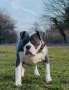 Уникално женско Американско Були XL(American Bully XL) – Blue & White, снимка 2