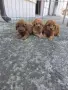 Пудел мини mini poodle, снимка 2