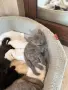Британски късокосмести, снимка 5