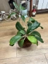 Hoya Хоя CV.Viola , снимка 1