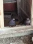 Продавам Гълъби , снимка 3