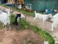 Продавам кози, снимка 4