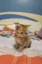 Британско коте таби, снимка 8