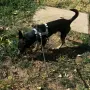 Подарявам Блеки 🥰, снимка 2