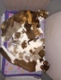 Британски котки , снимка 3