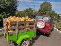 Тикви бели и цигулка , снимка 1