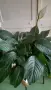 Спатифилум Сенсейшън с големи листа, Spathiphyllum ‘Sensation’ Peace Lily, снимка 2