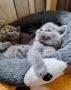 Британски късокосмести котета, снимка 2