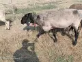 Черноглав Плевенски коч, снимка 1
