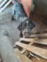 Продавам малки дратхаарчета, снимка 4