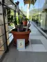 Продавам палма Юка / Yucca, 15 годишна, 1.2 м. височина, 5 стъбла, саксия Ф 45, снимка 6