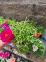 Кичесто калдаръмче микс от цветове , снимка 2