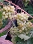 Вкоренени лозички на 2-3години., снимка 9