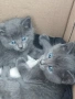Подарявам котенца, снимка 1