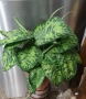 Хомаломена 'Камуфляж' / Homalomena 'Camouflage', снимка 1