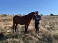 Кон на 9години кротък, снимка 4