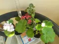 Сортово Мушкато 3 €/бр налични 3 сорта , снимка 8