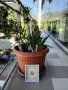 Продавам палма Юка / Yucca, 15 годишна, 1.2 м. височина, 5 стъбла, саксия Ф 45, снимка 5