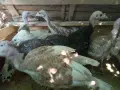 Продавам пуйки  на 6м., снимка 1