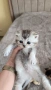 Шотландски чинчили, снимка 6