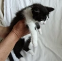 Подарявам малко котенце на 3 месеца, снимка 7