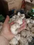 домашен зимен чесън,едър, снимка 1