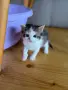 Ангорско Котенце + Доставка 50 евро, снимка 13