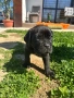 Продавам Кане Корсо кученца, снимка 3