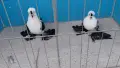 Нюрнбергски чайки, снимка 2
