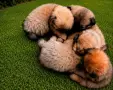 Прекрасни пекинезчета си търсят дом , снимка 2