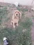 кокер шпанйол мъжки, снимка 2